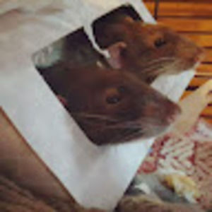 Meet your Posher, Pchy810